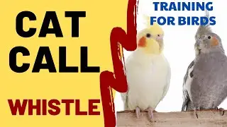CAT CALL WHISTLE - Cockatiel Singing Training - Bird Whistling Practice