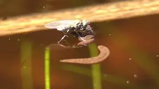 Flatworms & Fly Attacking Tiny Insect in Vernal Pool