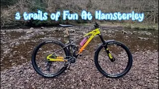 3 Trails of Fun at Hamsterley 