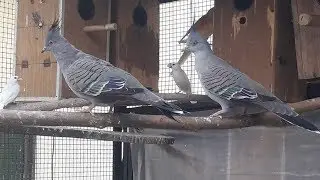 Crested dove Colony