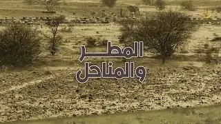 المطر والمناحل وكيفية معرفة الزهور ورحيقها 
