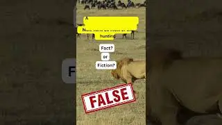 🦁 Lions: Separating Myth from Reality! | Fact or Fiction Challenge 🤔  #animals #funfacts