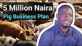 Pig farming Business with 5million Naira - 1 year Plan for starter - Small pig farming for beginner