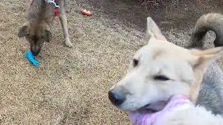 Anna, Sophie loves toys🧡