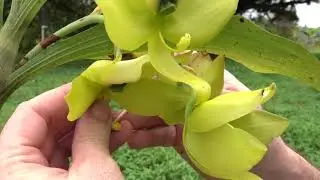 Cycnoches Pollination and Ex-vitro Germination Update August 2022