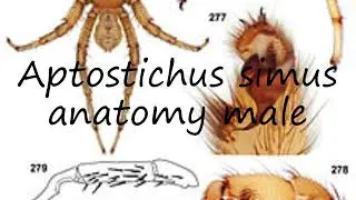 How to pronounce Aptostichus simus anatomy male in Latin?