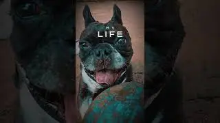 Filmed in the #dog friendly neighborhood of Forest Hills,  NY