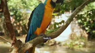 New 😱Story parrot vs goat funny story #funny #ai #story