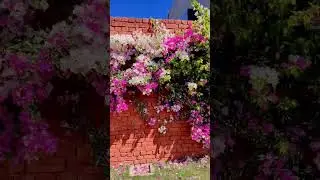 June July flowering plants