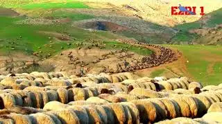 Qolama ezdiki
