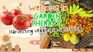 The Most Satisfying Garden Harvest Ever🌱🍅🫜🌱