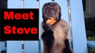 DORITOS - Steve Funny Commercial #89ads