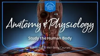 Anatomy and Physiology Diploma Course | Centre of Excellence | Transformative Online Learning
