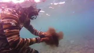 How to get inked by an octopus in HAWAII 2015