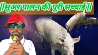 #video \सुअर पालन की सच्चाई | FIRST TIME INCOME| |FULL PROCESS PIG KNOWLEDGE | 2026 |  