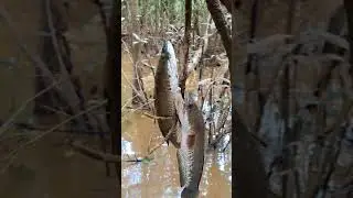 MANTAp....mancing ikan haruan ala suku dayak,, simple