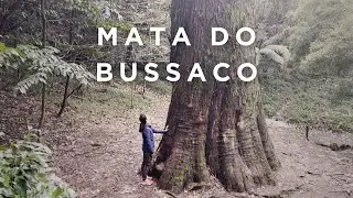 Mata do Bussaco | Luso