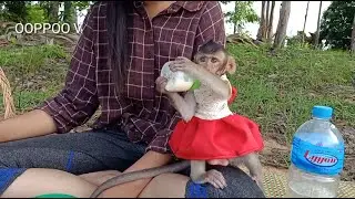 Lovely Monkey Janny Drinking Milk / Janny More Beautiful with New Dress