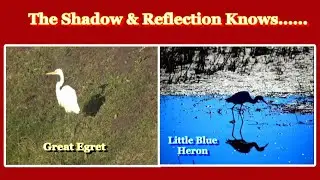 The Shadow & Reflection Knows What Evil Lurks in the Minds of Men.