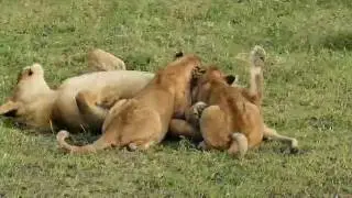 Feast of kings  lion cubs in a meal