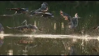 2025 MM 0097 Canvas of Birds A Tale Unfolded