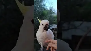 PETUNIA THE ANGEL COCKATOO SENDS HER LOVE TO THE WORLD.#cockatoo #birdlovers  #wildbirds#birds