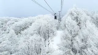 Meanwhile in #Snow #Snowing #Blizzard conditions in #ZAO #Yamagata #Japan 
