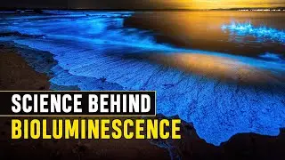 Science Behind Bioluminescence | How and Why Do Animals Create Their Own Light? Glow in the Ocean