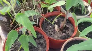 Эвкалипт лимонный&nbsp;(лат.&nbsp;Corymbia citriodora)&nbsp;