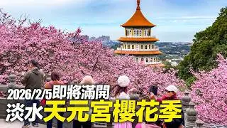 新北淡水天元宮櫻花季2026/2/5即將滿開｜4K HDR｜Taiwan Cherry blossoms - TianYuen Temple, Tamsui, New Taipei