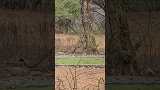 jhalana leopard safari.. #jungalsafari#wildlife#indiansafari#animalpark #