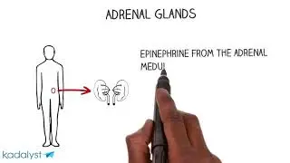 How Hormones Affect Your Health