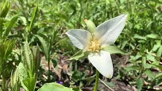 North Pond Nature Sanctuary Wildflower Walk - May 10, 2020
