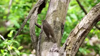 Gray-cheeked Thrush