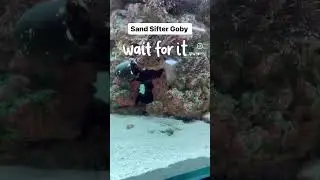 Sand Sifter Goby ! Meet the MOST Unique Saltwater Fish!