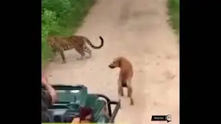 Asleep not unaware! Sleeping dog saves itself from leopard. 🐶🙀 #viralvideo