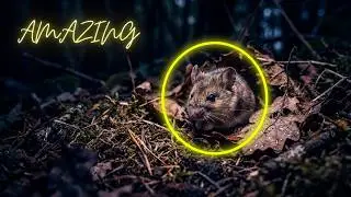 The Cutest Little Woodlouse Ever  Amazing Tiny Creature in the Wild