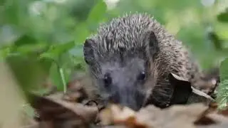 De egel  - Stekelige bosbewoner - Schooltv
