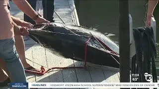 500+ pound blue marlin causes crane collapse at Shelter Island, injuring two
