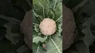 Live Stream Farm Visit | Cabbage & Radish Crop Plots Tour | Organic Farming&lrm;#gardening #live