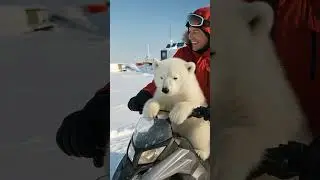 Hold on Tight !! Nanu Rides a Snowmobile in Greenland 💨🤍#cute #animalshorts #snowmobile
