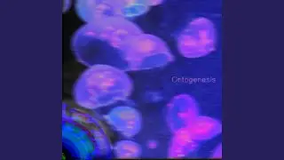 Jellyfish Marmalade