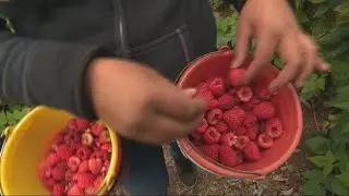 Mexique - &Eacute;tats-Unis : les fruits de discorde