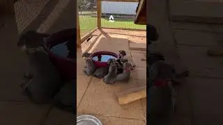 Waking sleeping Texas Blue Lacy puppies￼