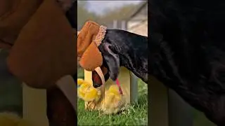 Эх, фермер! #humor #joke #shortsvideo #pie #eating #villagelife  #newyear #dog #funny #lifestyle
