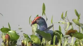 Bird photography near Guwahati. #Grey-headed Swamphen, also known as the Purple Swamphen