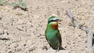 Blue-cheeked Bee-eater / Merops persicus ( Yeşil  arıkuşu )