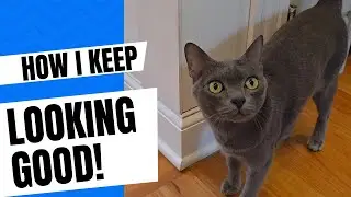 Korat Cats Mind Fur Business