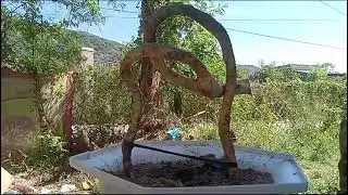 M859 gl d&uacute;i 100k LH 0707713796 Khương bonsai 