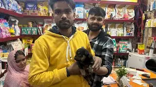 Rottweiler dogs male sale in very low price at #GlobalpetshopAzamgarh 7007950024.8922002151